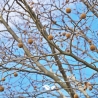 Gewone Plataan - Plataan - Platanus (acerifolia) Hispanica | Gardline Gewone Plataan - Plataan - Platanus (acerifolia) Hispanica | Gardline