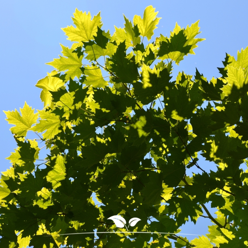 Gewone Plataan - Plataan - Platanus (acerifolia) Hispanica | Gardline