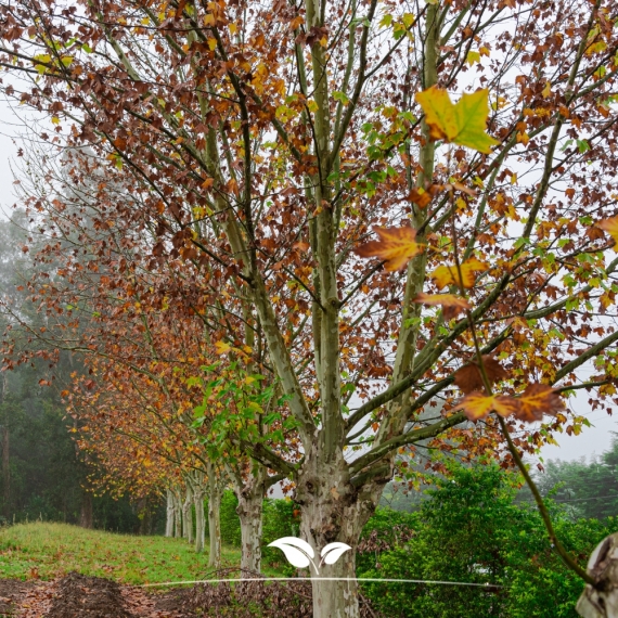 Platanus acerifolia Hispanica | Gardline