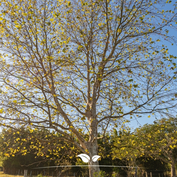 Platanus acerifolia Hispanica | Gardline