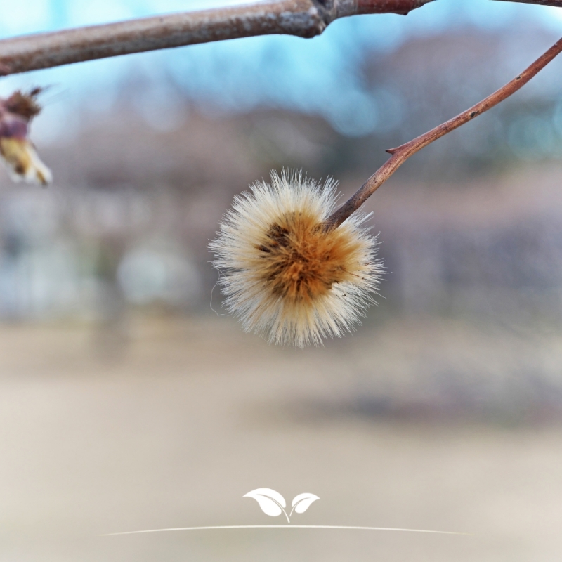 Gewone Plataan - Plataan - Platanus (acerifolia) Hispanica | Gardline