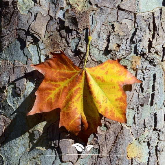 Platanus acerifolia Hispanica | Gardline