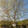 Platanus acerifolia Hispanica | Gardline Platanus acerifolia Hispanica | Gardline