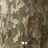 Platanus acerifolia Hispanica | Gardline Platanus acerifolia Hispanica | Gardline