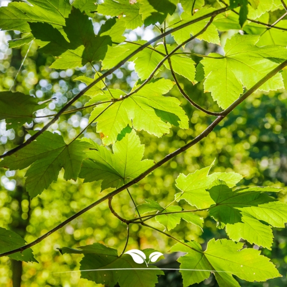 Platanus acerifolia Hispanica | Gardline