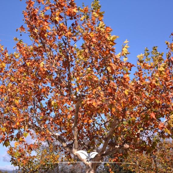 Platanus acerifolia Hispanica | Gardline