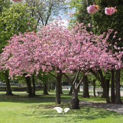 Prunus Accolade | Gardline