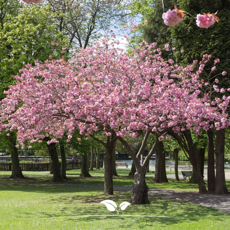 Sierkers - Sierkers Accolade - Prunus Accolade | Gardline