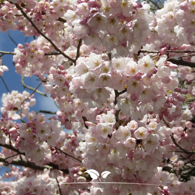 Sierkers - Sierkers Accolade - Prunus Accolade | Gardline
