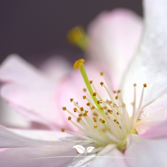 Prunus Accolade | Gardline