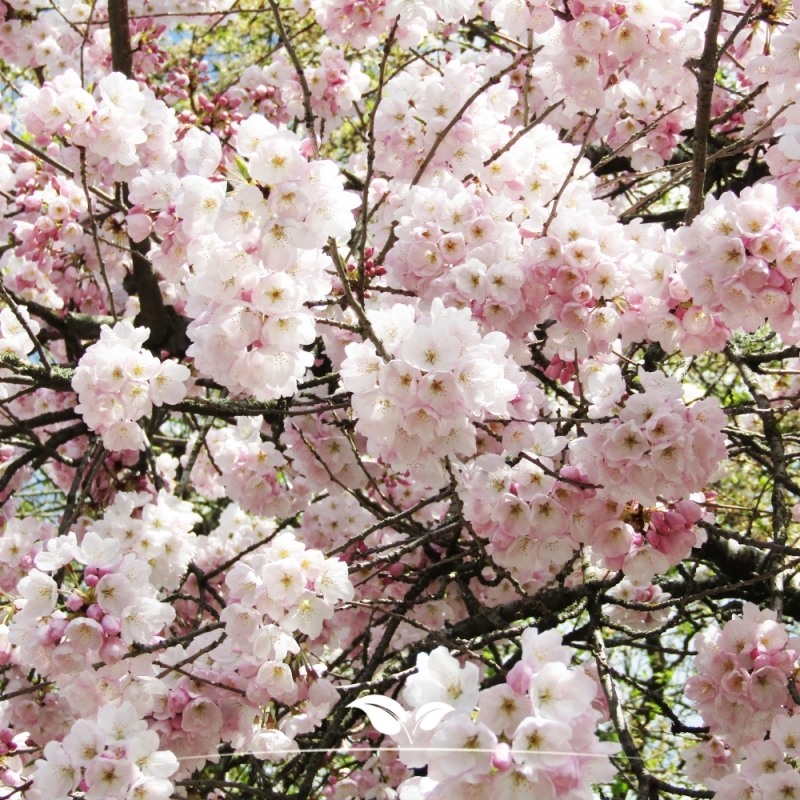 Sierkers - Sierkers Accolade - Prunus Accolade | Gardline