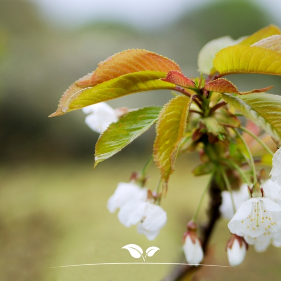 Prunus Accolade | Gardline