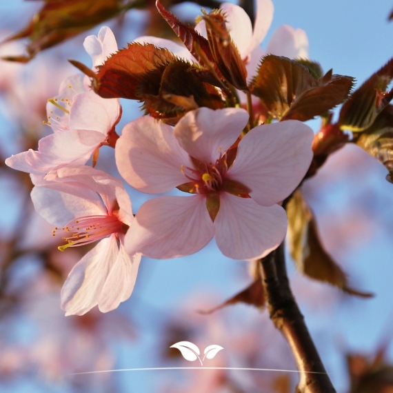 Prunus Accolade | Gardline