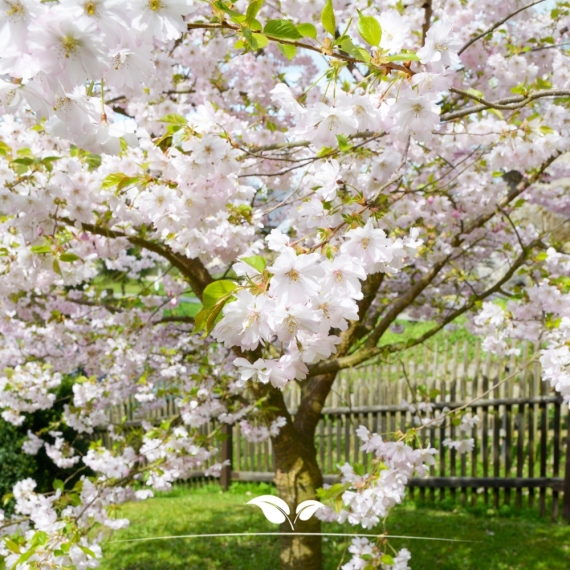 Prunus Accolade | Gardline