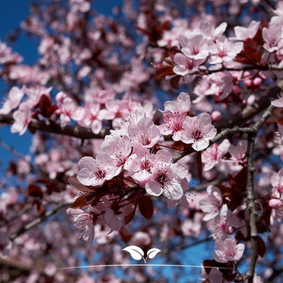 Prunus cerasifera Nigra | Gardline