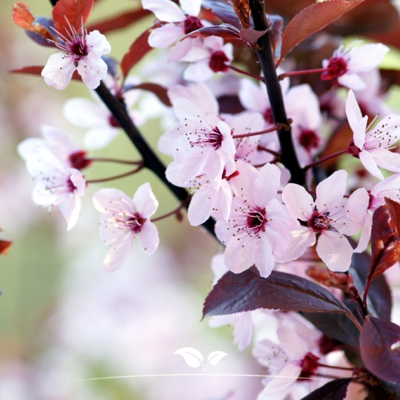 Prunus cerasifera Nigra | Gardline