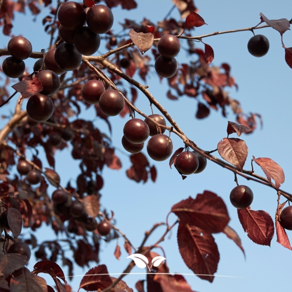 Prunus cerasifera Nigra | Gardline