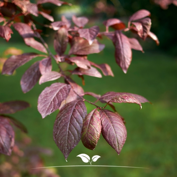 Prunus cerasifera Nigra | Gardline