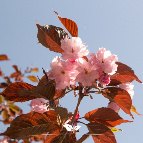 Prunus cerasifera Nigra | Gardline