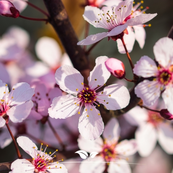 Prunus cerasifera Nigra | Gardline