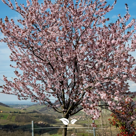 Prunus cerasifera Nigra | Gardline