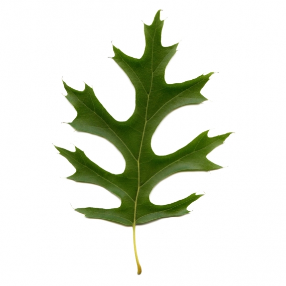 Quercus palustris | Gardline