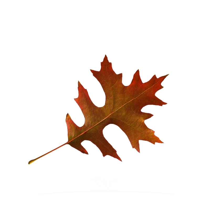 Moeraseik - Quercus palustris - Dakboom | Gardline