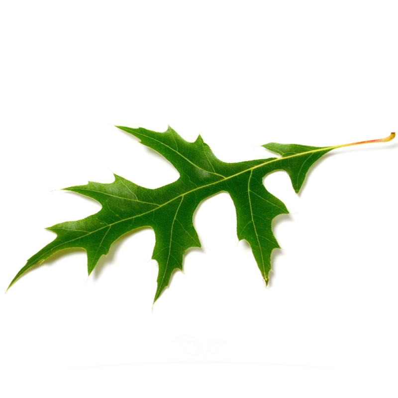 Moeraseik - Quercus palustris - Dakboom | Gardline