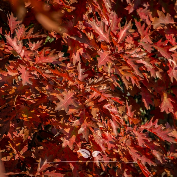 Quercus palustris | Gardline