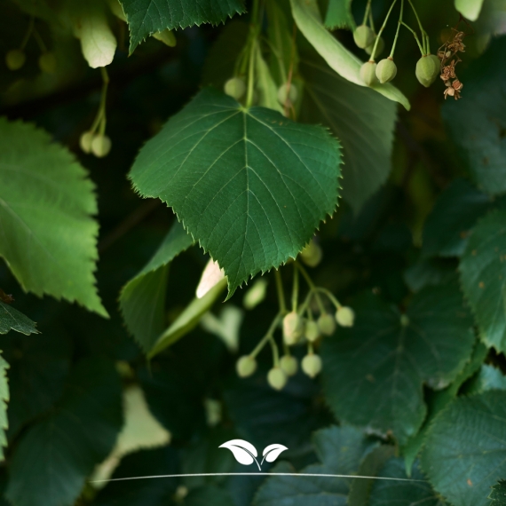 Tilia cordata | Gardline