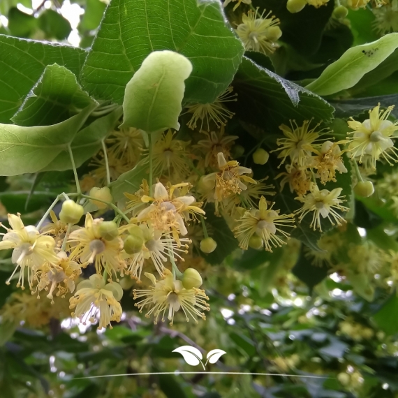 Tilia cordata | Gardline