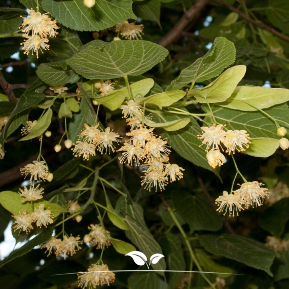 Tilia cordata | Gardline