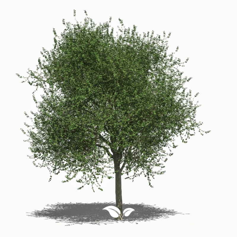 Winterlinde - Tilia cordata | Gardline