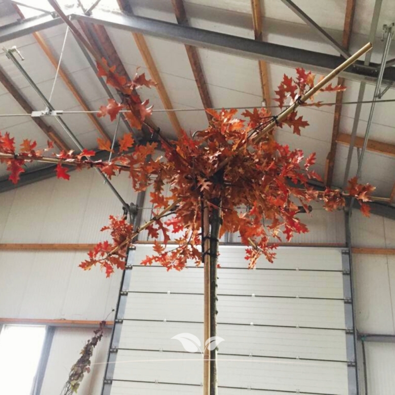 Moeraseik - Quercus palustris - Dakboom | Gardline