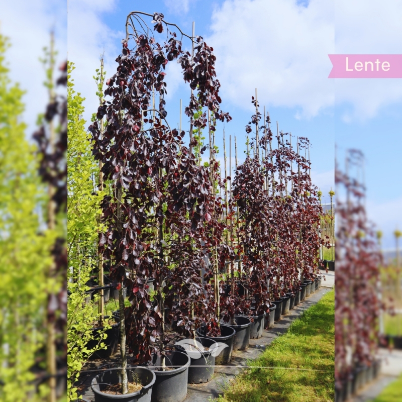 Rode Treurbeuk - Fagus sylvatica Purpurea Pendula | Gardline