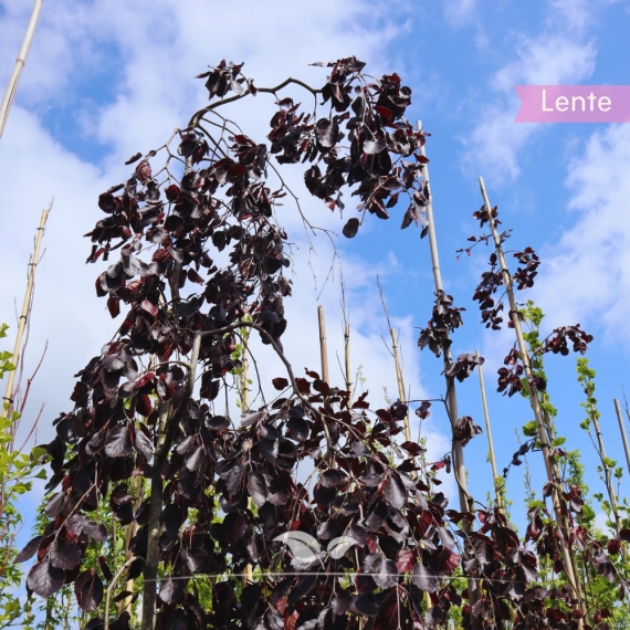 Fagus sylvatica Purpurea Pendula