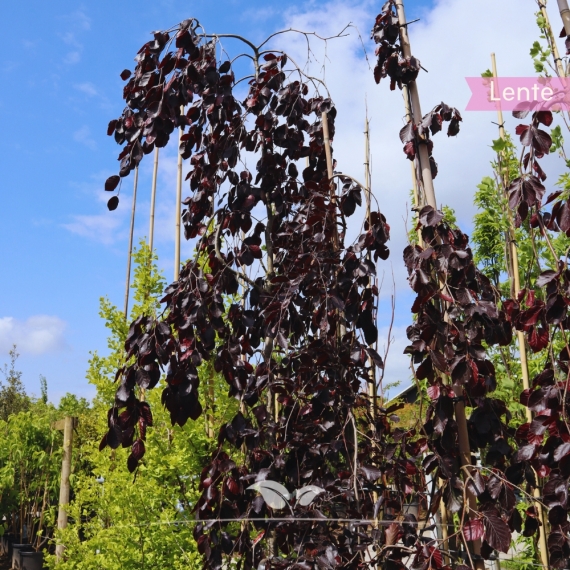 Fagus sylvatica Purpurea Pendula