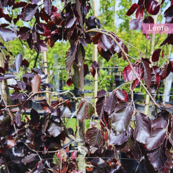 Fagus sylvatica Purpurea Pendula