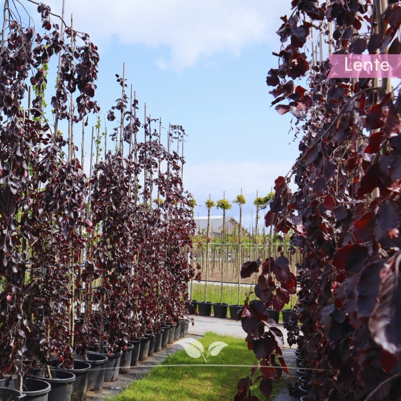 Rode Treurbeuk - Fagus sylvatica Purpurea Pendula | Gardline