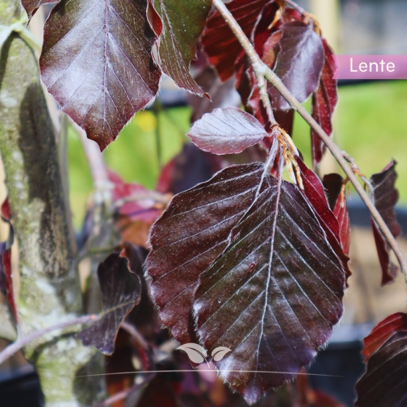 Rode Treurbeuk - Fagus sylvatica Purpurea Pendula | Gardline