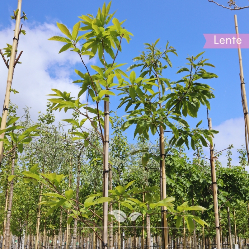 Tamme Kastanje - Castanea sativa | Gardline
