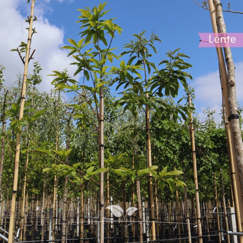 Tamme Kastanje - Castanea sativa | Gardline