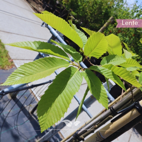 Castanea sativa | Gardline