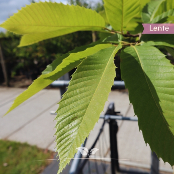 Castanea sativa | Gardline