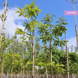 Castanea sativa | Gardline