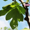 Vijgenboom - Vijg - Ficus carica | Gardline Vijgenboom - Vijg - Ficus carica | Gardline