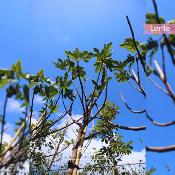 Ficus carica | Gardline Ficus carica | Gardline