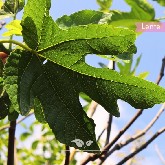 Ficus carica | Gardline