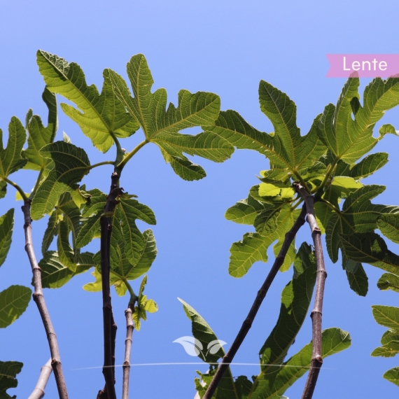 Ficus carica | Gardline