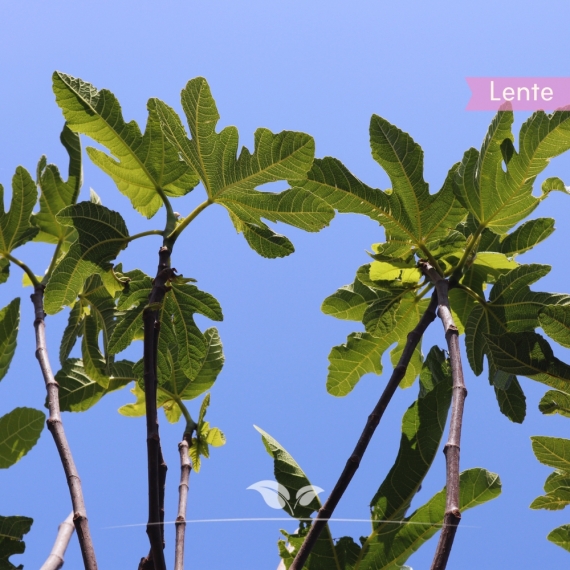 Ficus carica | Gardline Ficus carica | Gardline